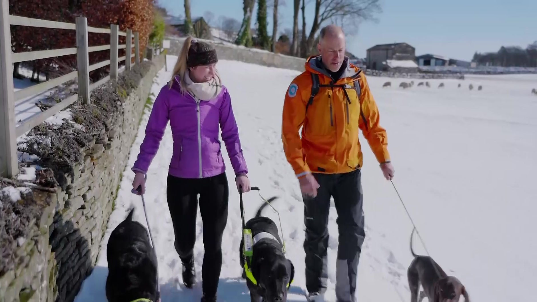 Great British Dog Walks with Phil Spencer